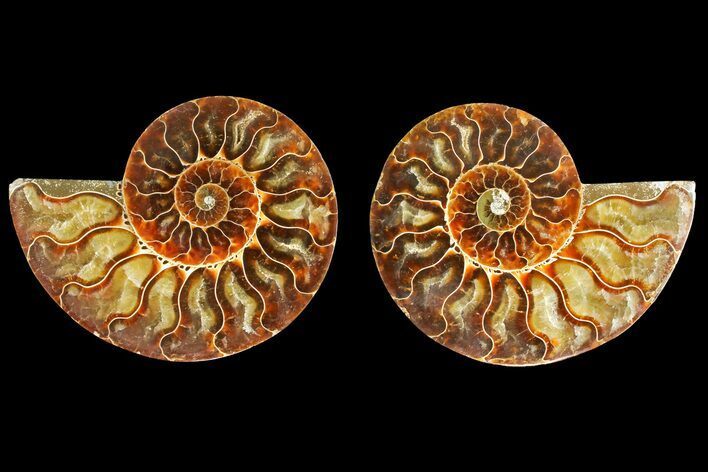 Agatized Ammonite Fossil - Madagascar #139720